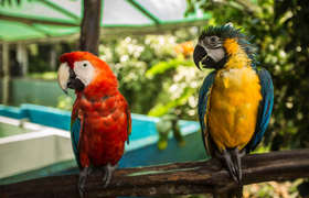 Parrots in the Amazon