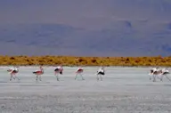 Flamingoes