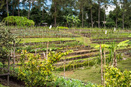 Organic Garden