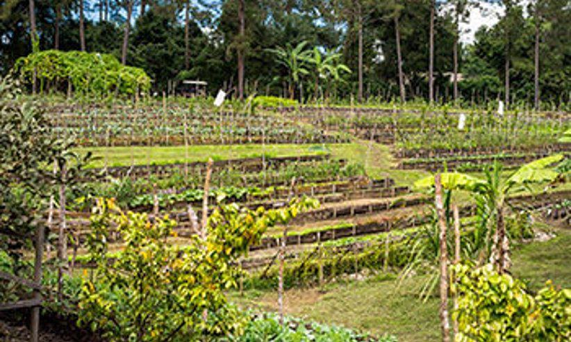 Organic Garden