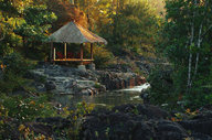 Your jungle hideaway