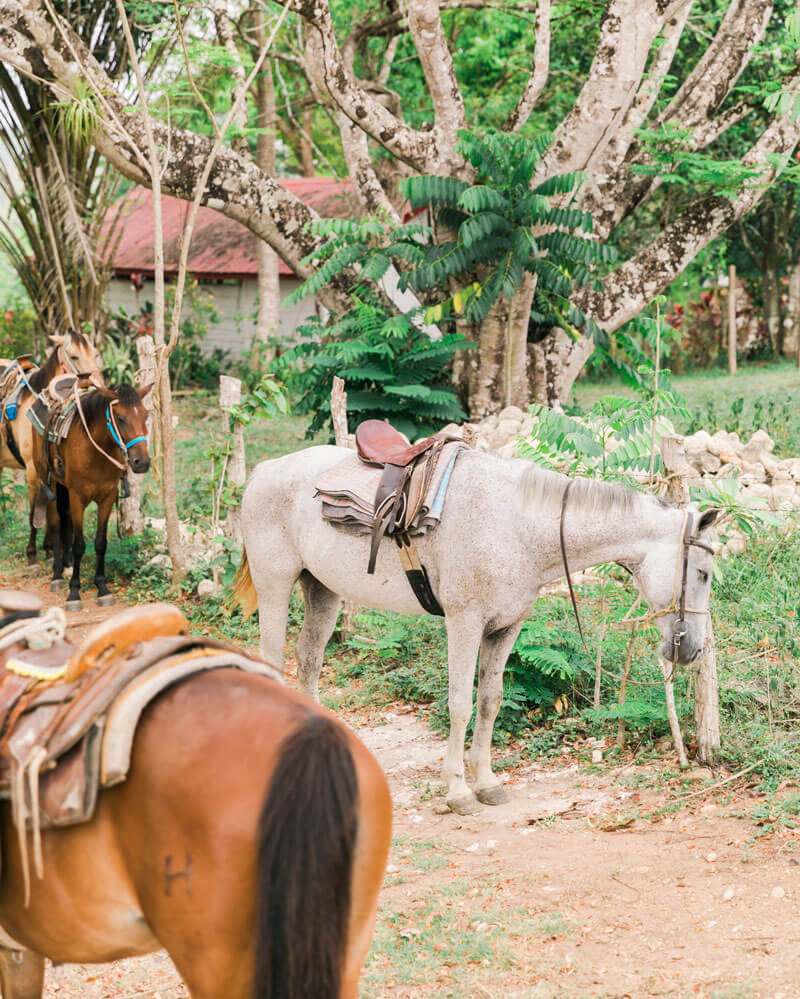 Kaana Website Adventure Horseback Riding 800