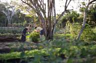 Kaana Website Resort Organic Garden 1600X10001