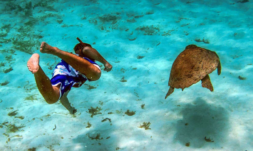 Snoerkelling in the clear sea teaming with marine life
