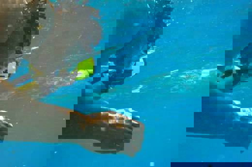 Snorkelling