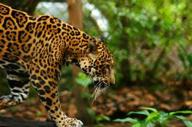 Jaguar spotting 