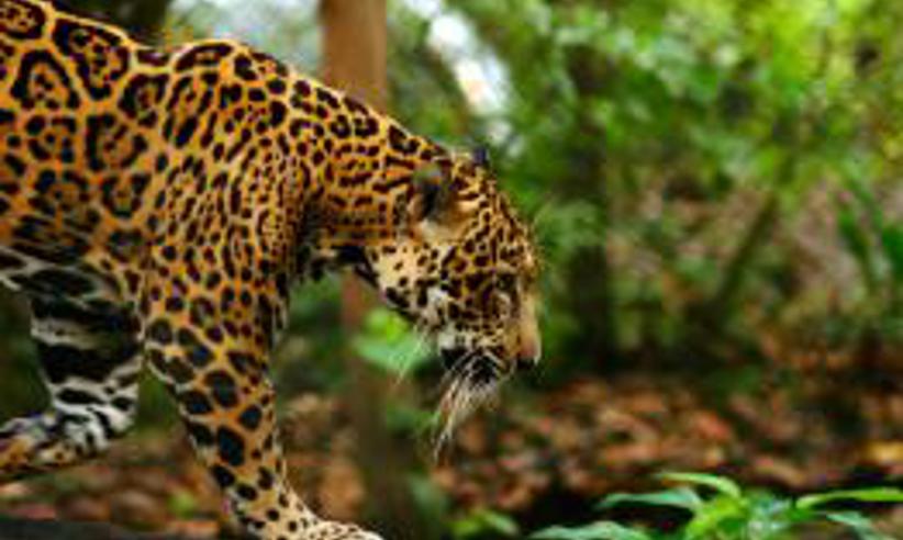 Jaguar spotting 