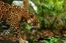 Belize Jaguar