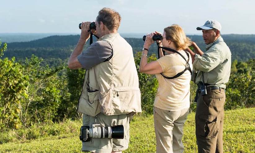 Views Over The Jungle
