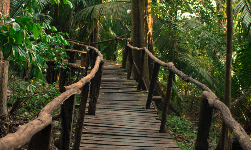 Walkways through the forest 