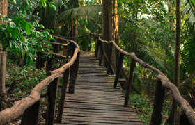 Walkways through the forest 