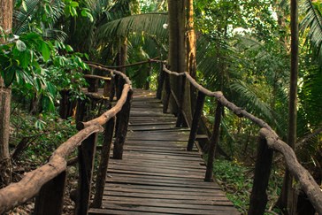 Walkways through the forest 