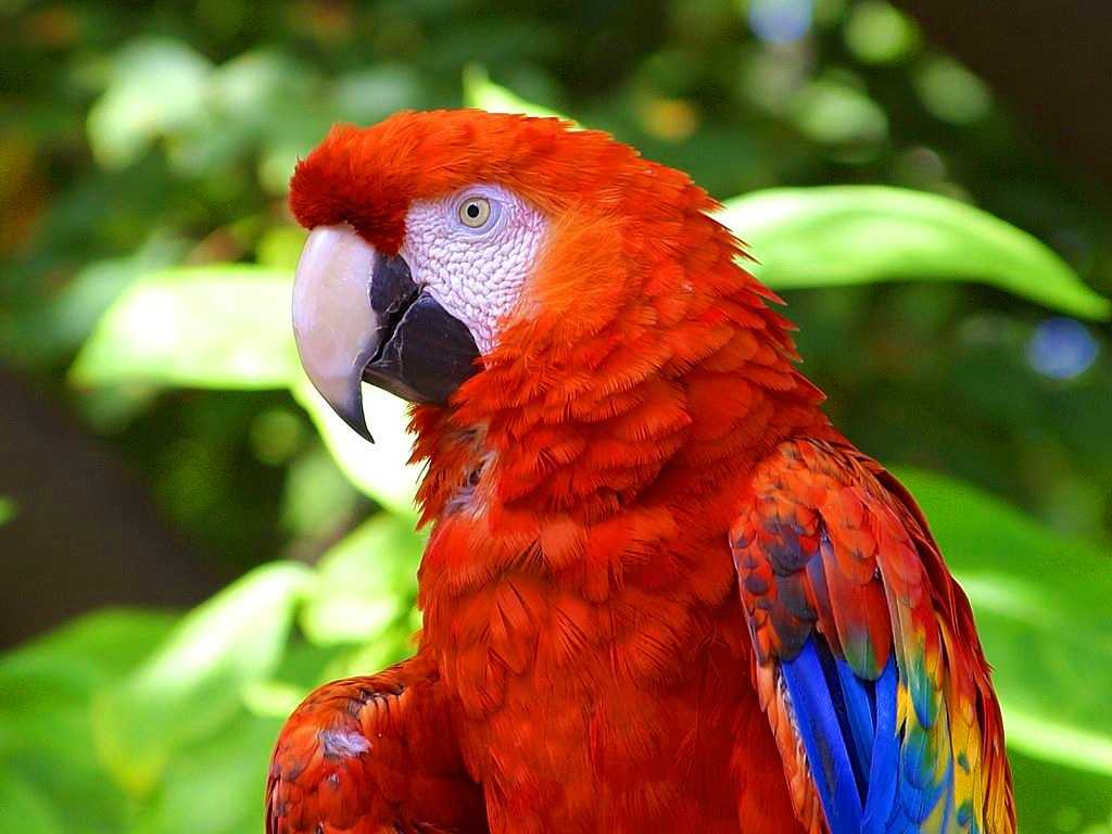 Bird 71