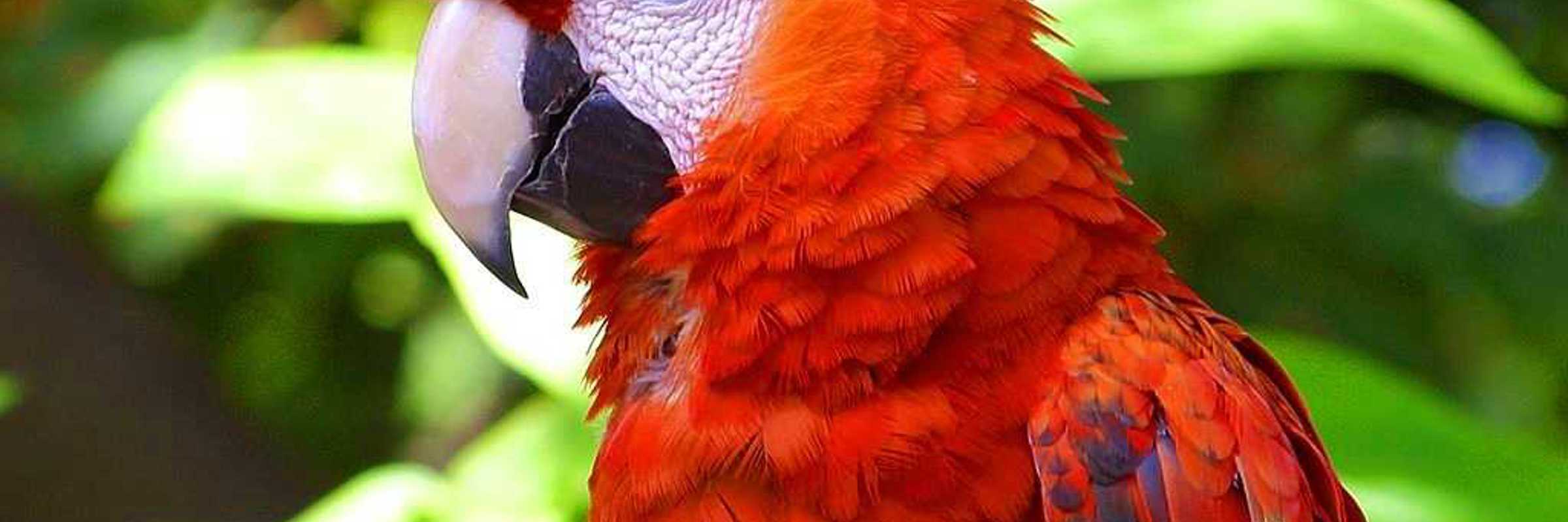Bird 71