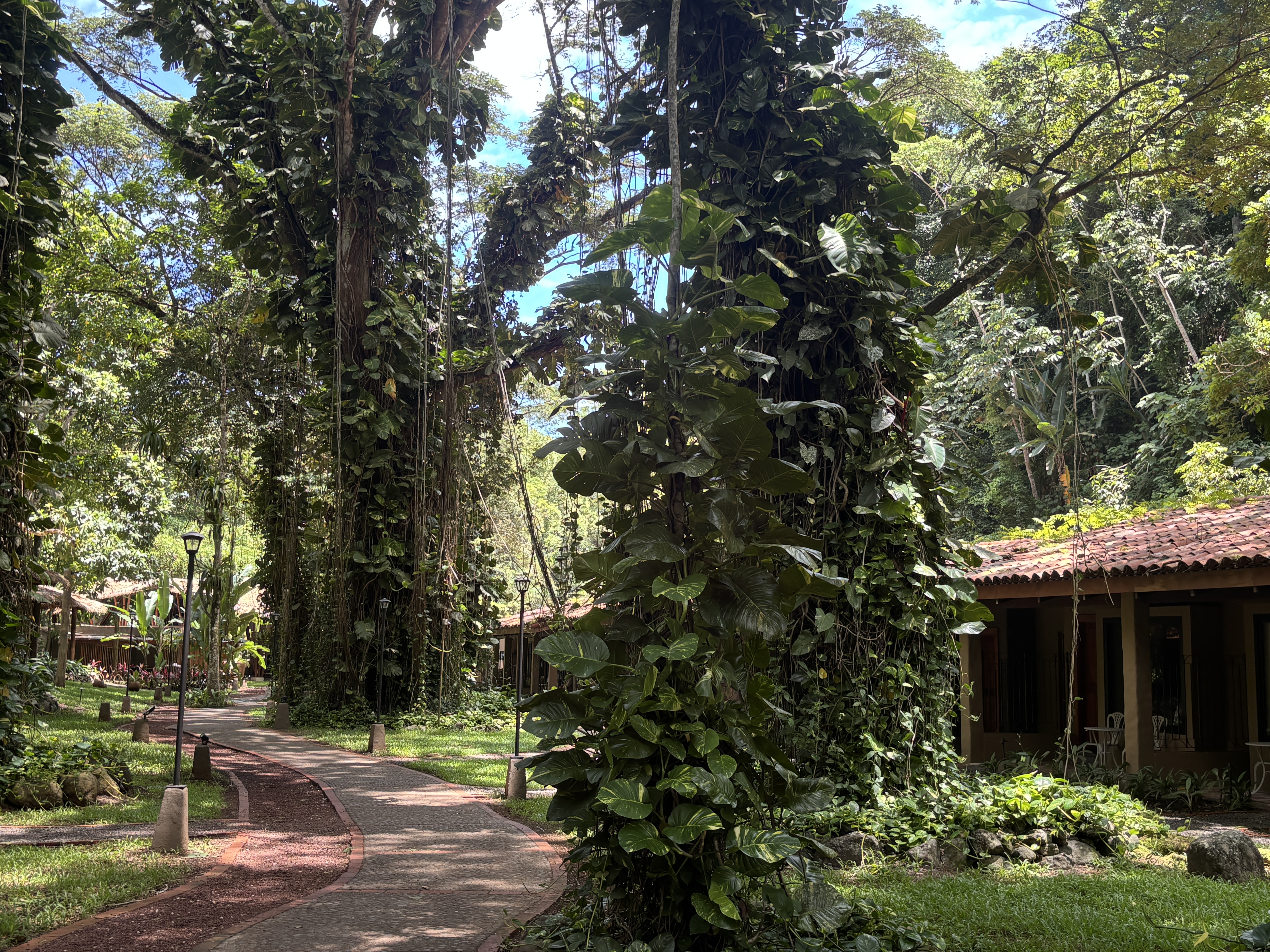 Main Resort Walkway (Std Rooms To Right)2