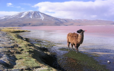 Image for: Lagoons of the Southern Altiplano