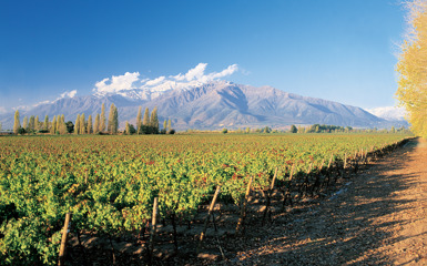 Image for: Santa Cruz Vineyards