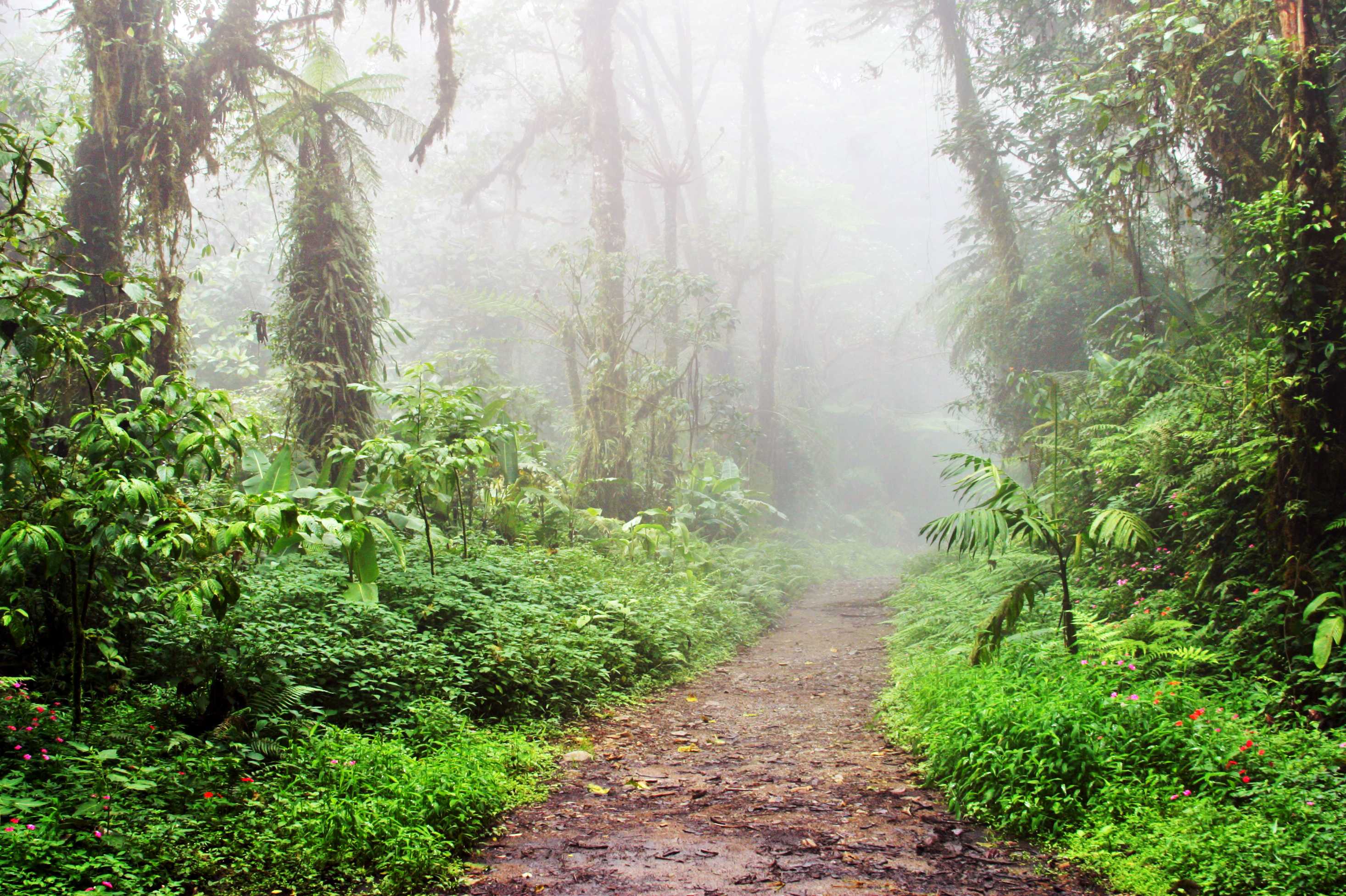 Sendamonteverde Monteverde 01