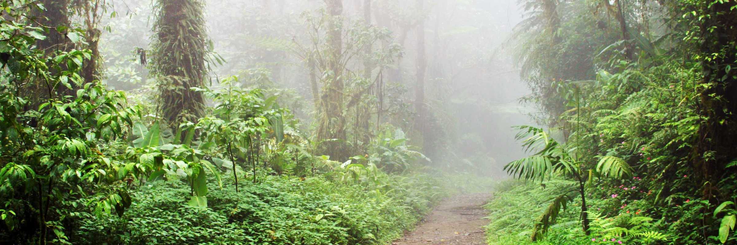 Sendamonteverde Monteverde 01