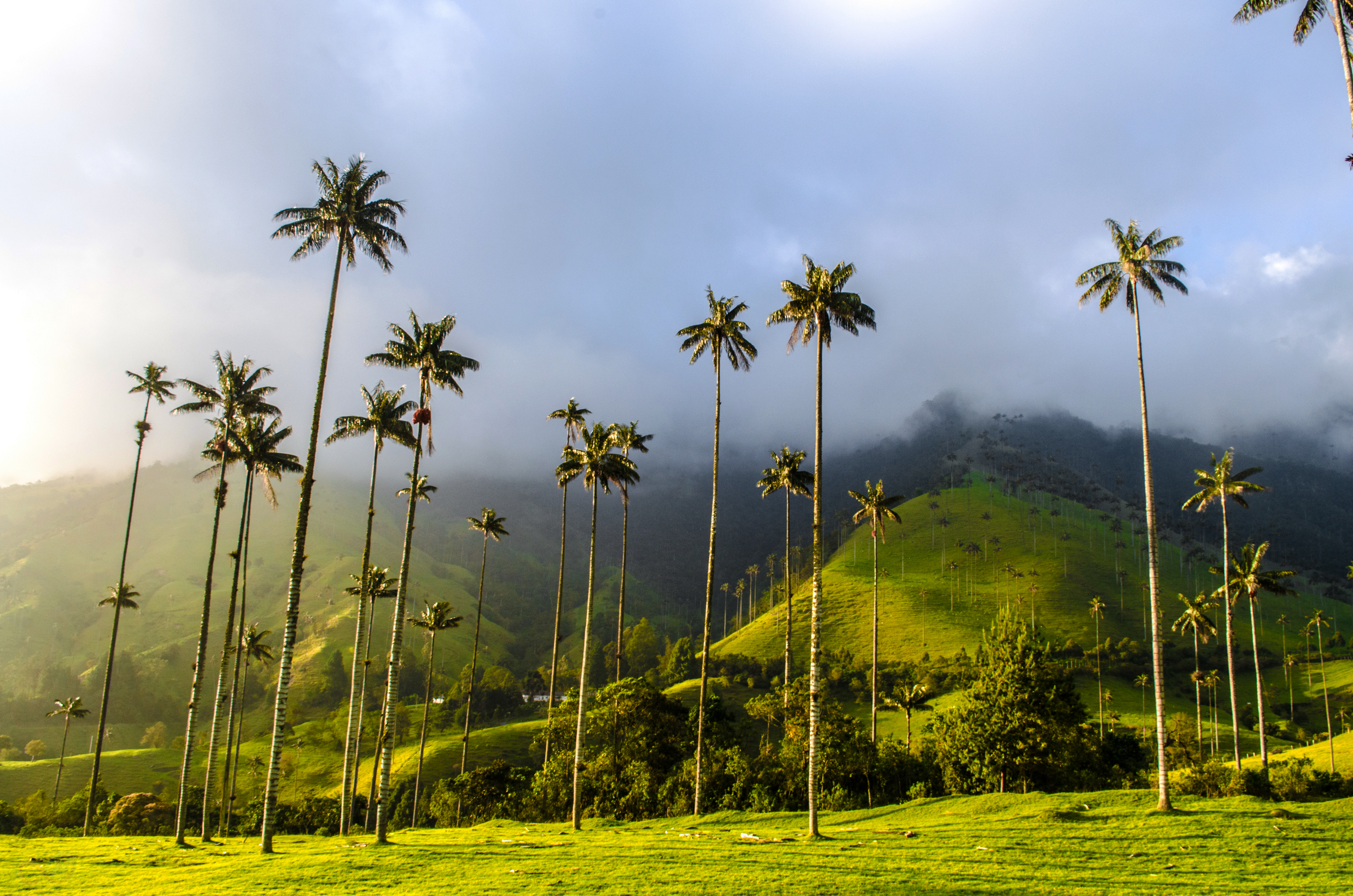 Coffee Region 10