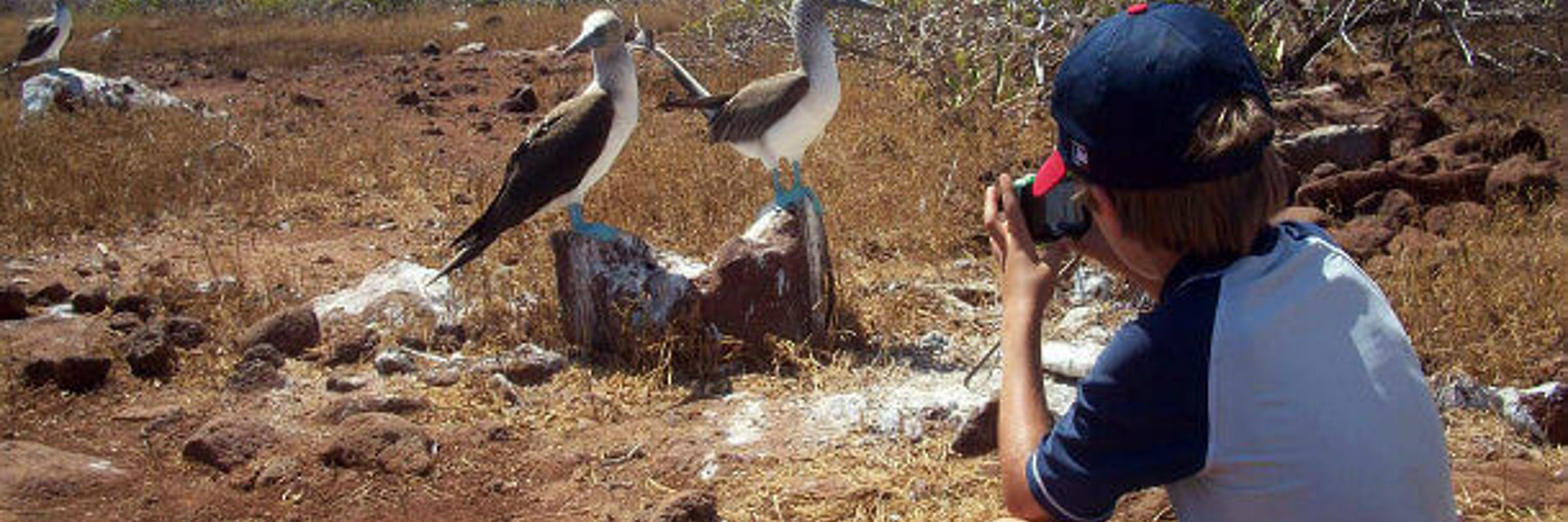 Blue-footed boobies nest on Santa Cruz Island in Ecuador's Galapagos Islands. 