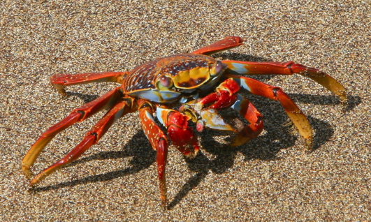 Image for: Wildlife