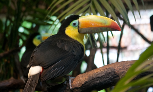 Image for: Birdwatching