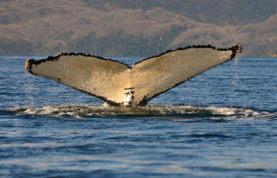 Spot whales from the ship or on an excursion