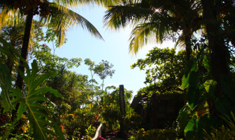 Image for: Rainforest & Landscapes