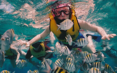 Image for: Snorkelling reef in Belize.jpg