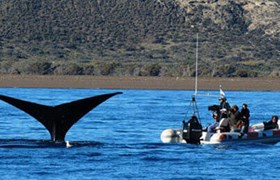 Whale Valdes Peninsula.jpg