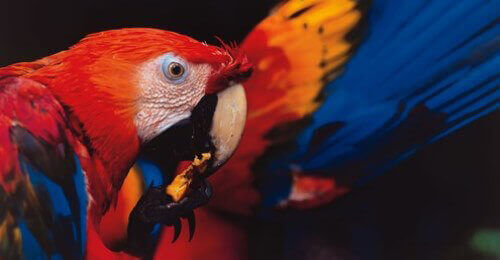 Macaws Amazon Peru.jpg