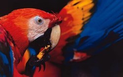 Macaws Amazon Peru.jpg