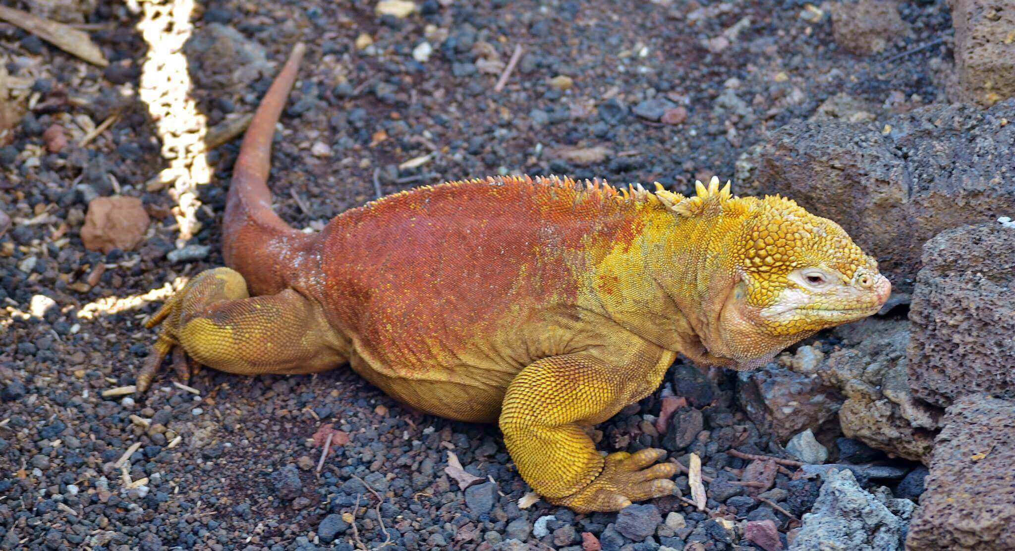 Galapagos-Santa-Cruz-Iguana-golden.jpg