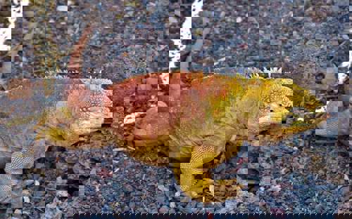 Galapagos-Santa-Cruz-Iguana-golden.jpg