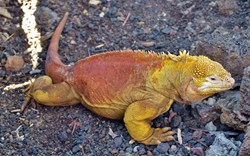 Galapagos-Santa-Cruz-Iguana-golden.jpg