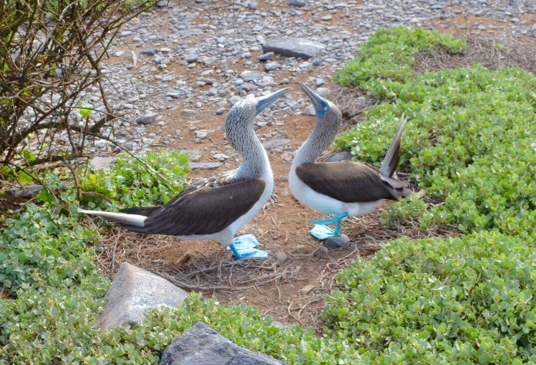 Blue-Footed-Booby.jpg