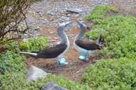 Blue-Footed-Booby.jpg