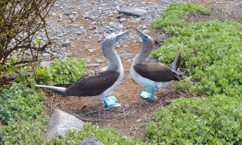 Blue-Footed-Booby.jpg