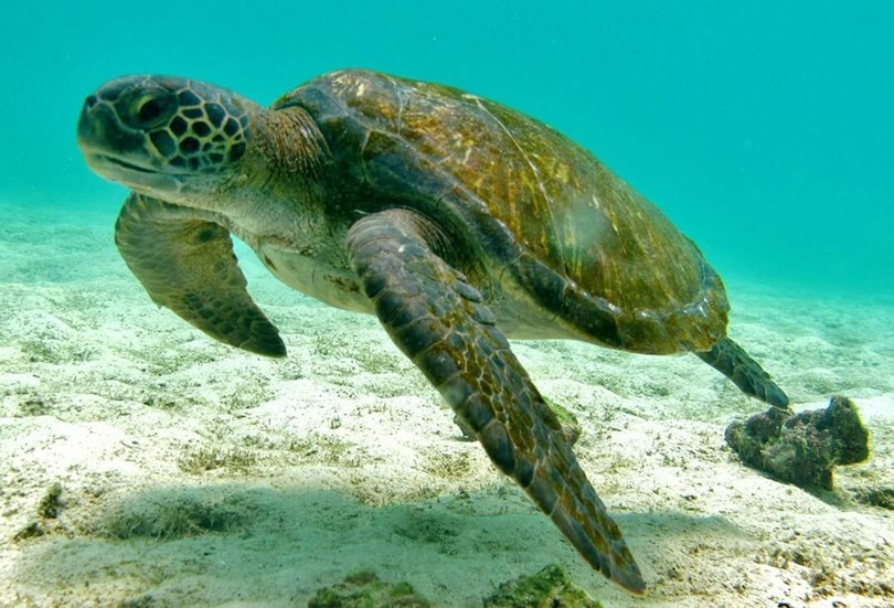 Pacific sea turtle under water