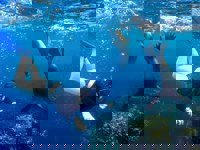 Snorkeling.jpg