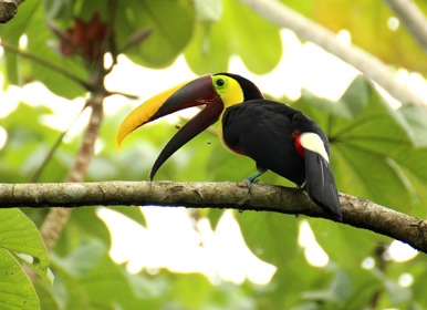 Image for: Tanager