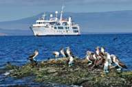 Get up close to blue footed boobies 