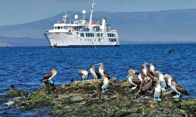 Get up close to blue footed boobies 