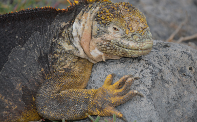 Image for: Galapagos animals: what to see & where