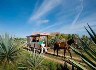Image for: Sisal