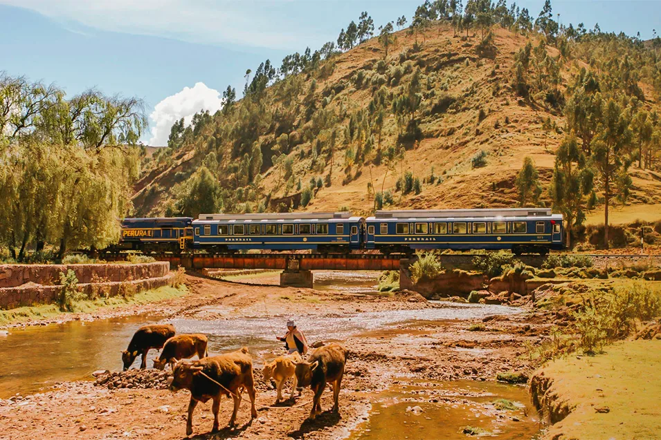 Perurail Vistadome train crossing a river in the Sacred Valley with grazing cows and Andes mountains in the background. 