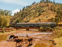 Perurail Vistadome train crossing a river in the Sacred Valley with grazing cows and Andes mountains in the background. 