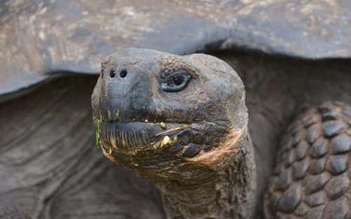 Giant tortoise
