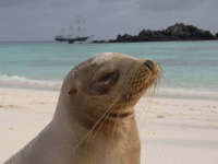 Sea Lion, Galapagos Islands